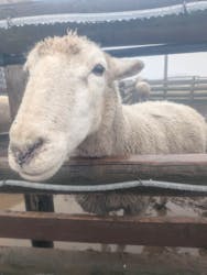 マザー牧場に投稿された画像（2025/12/24）