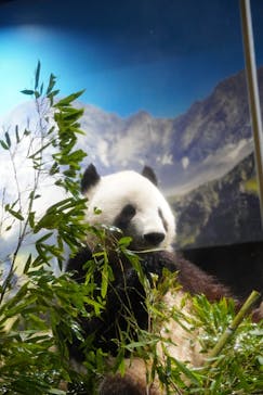 恩賜上野動物園に投稿された画像（2025/12/24）