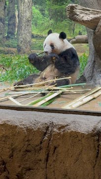 恩賜上野動物園に投稿された画像（2025/12/24）