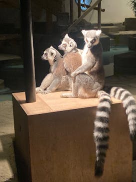 NIFREL（ニフレル）に投稿された画像（2025/12/24）