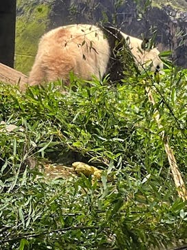 恩賜上野動物園に投稿された画像（2025/12/24）