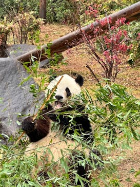 恩賜上野動物園に投稿された画像（2025/12/24）