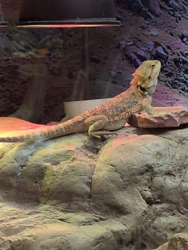 NARA IKIMONO MUSEUMに投稿された画像（2025/12/24）