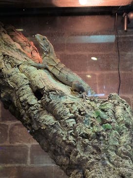 NARA IKIMONO MUSEUMに投稿された画像（2025/12/24）