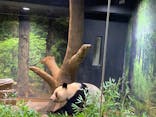 恩賜上野動物園に投稿された画像（2025/12/25）