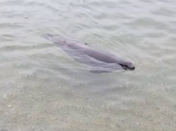 伊豆・三津シーパラダイスに投稿された画像（2025/12/25）