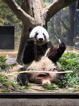 恩賜上野動物園に投稿された画像（2025/12/25）