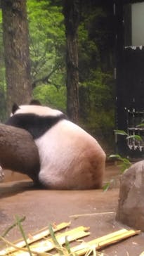 恩賜上野動物園に投稿された画像（2025/12/25）