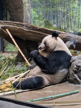 恩賜上野動物園に投稿された画像（2025/12/25）