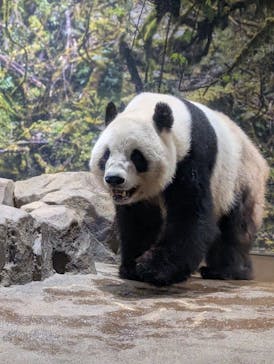 恩賜上野動物園に投稿された画像（2025/12/25）