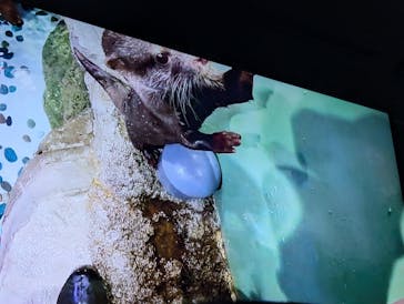 マクセル アクアパーク品川に投稿された画像（2025/12/25）