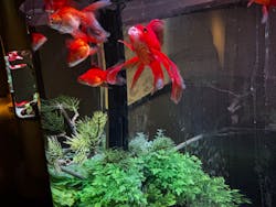 NARA KINGYO MUSEUMに投稿された画像（2025/12/25）