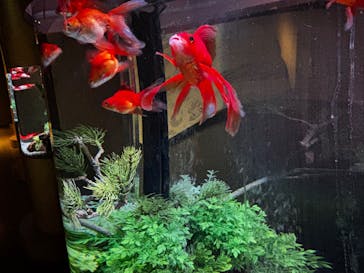 NARA KINGYO MUSEUMに投稿された画像（2025/12/25）