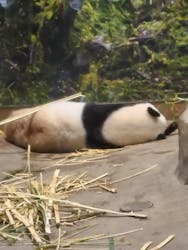 恩賜上野動物園に投稿された画像（2025/12/25）