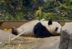 恩賜上野動物園に投稿された画像（2025/12/25）