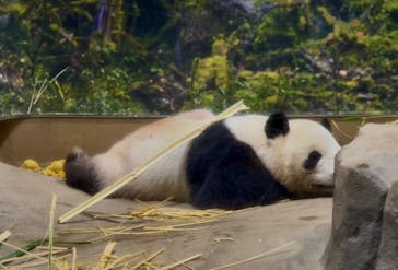 恩賜上野動物園に投稿された画像（2025/12/25）