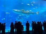 沖縄美ら海水族館に投稿された画像（2025/12/25）