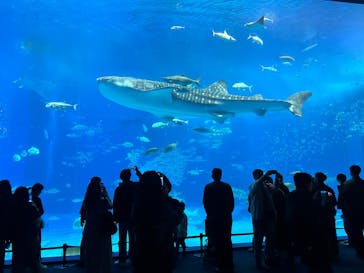 沖縄美ら海水族館に投稿された画像（2025/12/25）