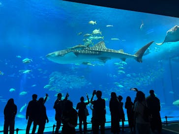 沖縄美ら海水族館に投稿された画像（2025/12/25）