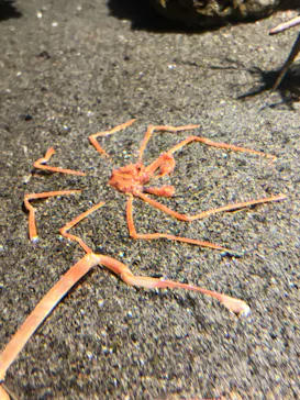 竹島水族館に投稿された画像（2025/12/25）