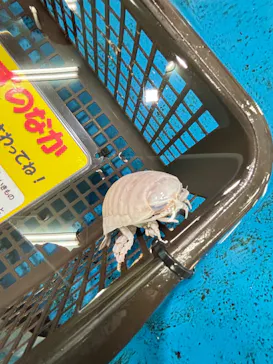 竹島水族館に投稿された画像（2025/12/25）