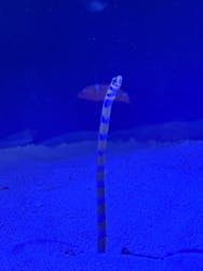 竹島水族館に投稿された画像（2025/12/25）