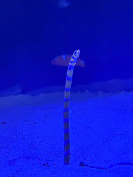 竹島水族館に投稿された画像（2025/12/25）