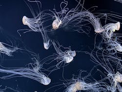 サンシャイン水族館に投稿された画像（2025/12/25）