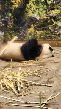 恩賜上野動物園に投稿された画像（2025/12/25）