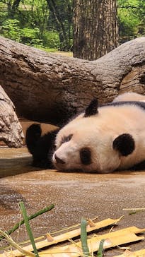 恩賜上野動物園に投稿された画像（2025/12/25）