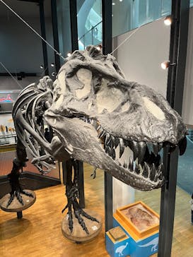 福井県立恐竜博物館に投稿された画像（2025/12/25）