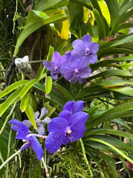 淡路夢舞台公苑温室あわじグリーン館に投稿された画像（2025/12/25）