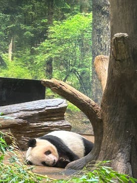 恩賜上野動物園に投稿された画像（2025/12/25）