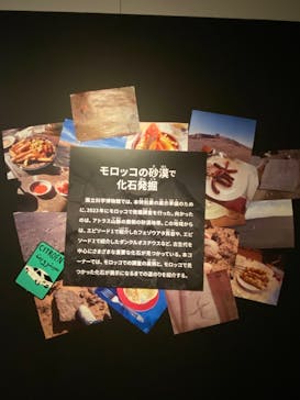 特別展「大絶滅展―生命史のビッグファイブ」に投稿された画像（2025/12/25）