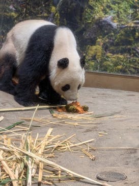 恩賜上野動物園に投稿された画像（2025/12/25）