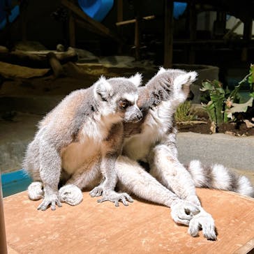 NIFREL（ニフレル）に投稿された画像（2025/12/25）