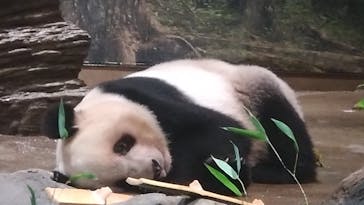 恩賜上野動物園に投稿された画像（2025/12/25）