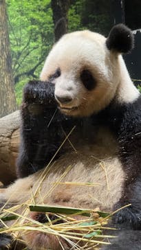 恩賜上野動物園に投稿された画像（2025/12/25）