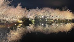 なばなの里に投稿された画像（2025/12/25）