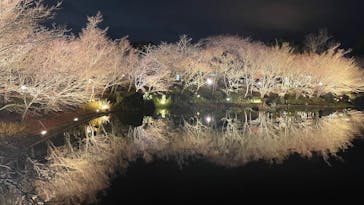 なばなの里に投稿された画像（2025/12/25）