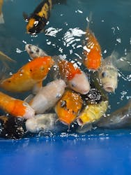 いきもの探検隊上尾に投稿された画像（2025/12/25）