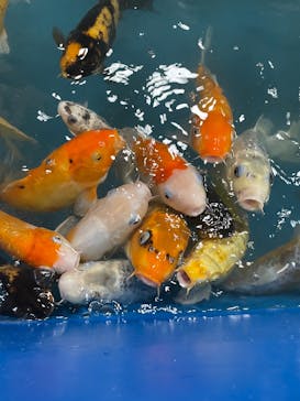 いきもの探検隊上尾に投稿された画像（2025/12/25）