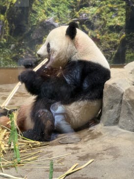 恩賜上野動物園に投稿された画像（2025/12/25）