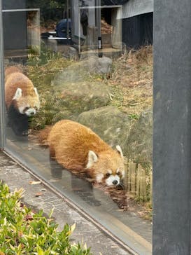 恩賜上野動物園に投稿された画像（2025/12/25）