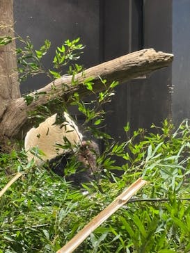 恩賜上野動物園に投稿された画像（2025/12/25）