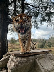 秋吉台自然動物公園 サファリランドに投稿された画像（2025/12/25）