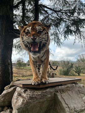 秋吉台自然動物公園 サファリランドに投稿された画像（2025/12/25）
