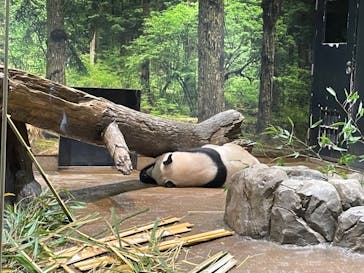 恩賜上野動物園に投稿された画像（2025/12/25）