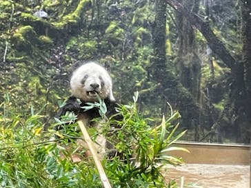 恩賜上野動物園に投稿された画像（2025/12/25）
