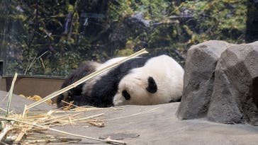 恩賜上野動物園に投稿された画像（2025/12/25）